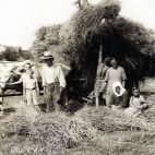 1934 bei der Getreideernte.jpg
